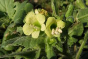 Hyoscyamus albus (White henbane) - CLICK TO ENLARGE PHOTO