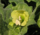 Hyoscyamus albus (White henbane) - CLICK TO ENLARGE PHOTO