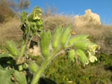 Hyoscyamus albus (White henbane) - CLICK TO ENLARGE PHOTO