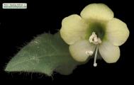 Hyoscyamus albus (White henbane) - CLICK TO ENLARGE PHOTO