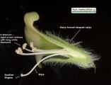 Hyoscyamus albus (White henbane) - CLICK TO ENLARGE PHOTO