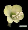 Hyoscyamus albus (White henbane) - CLICK TO ENLARGE PHOTO