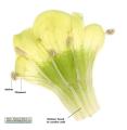 Hyoscyamus albus (White henbane) - CLICK TO ENLARGE PHOTO