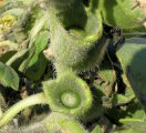 Hyoscyamus albus (White henbane) - CLICK TO ENLARGE PHOTO