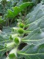 Hyoscyamus albus (White henbane) - CLICK TO ENLARGE PHOTO