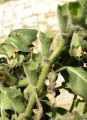 Hyoscyamus albus (White henbane) - CLICK TO ENLARGE PHOTO