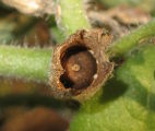 Hyoscyamus albus (White henbane) - CLICK TO ENLARGE PHOTO