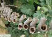 Hyoscyamus albus (White henbane) - CLICK TO ENLARGE PHOTO
