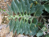 Hyoscyamus albus (White henbane) - CLICK TO ENLARGE PHOTO