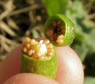 Hyoscyamus albus (White henbane) - CLICK TO ENLARGE PHOTO