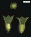 Hyoscyamus albus (White henbane) - CLICK TO ENLARGE PHOTO