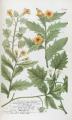 Hyoscyamus albus (White henbane) - CLICK TO ENLARGE PHOTO