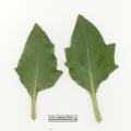 Hyoscyamus albus (White henbane) - CLICK TO ENLARGE PHOTO
