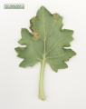 Hyoscyamus albus (White henbane) - CLICK TO ENLARGE PHOTO