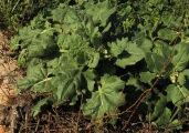 Hyoscyamus albus (White henbane) - CLICK TO ENLARGE PHOTO