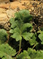 Hyoscyamus albus (White henbane) - CLICK TO ENLARGE PHOTO