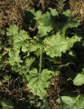 Hyoscyamus albus (White henbane) - CLICK TO ENLARGE PHOTO
