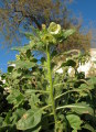 Hyoscyamus albus (White henbane) - CLICK TO ENLARGE PHOTO