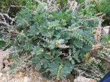 Hyoscyamus albus (White henbane) - CLICK TO ENLARGE PHOTO