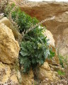 Hyoscyamus albus (White henbane) - CLICK TO ENLARGE PHOTO