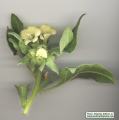 Hyoscyamus albus (White henbane) - CLICK TO ENLARGE PHOTO