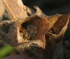 Hyoscyamus albus (White henbane) - CLICK TO ENLARGE PHOTO