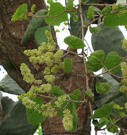 Vitis vulpina (Click to view plant profile)